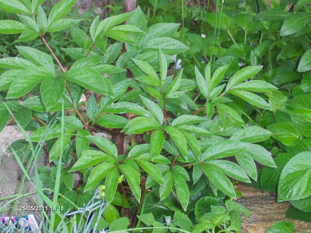 bujor unchiu'Stelica; din pacate nu va inflori anul acesta
