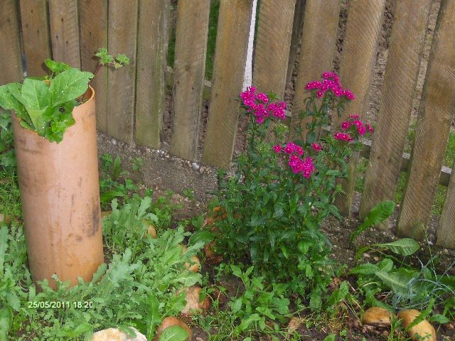 maci ,muscata curgatoare,garofite,regina noptii