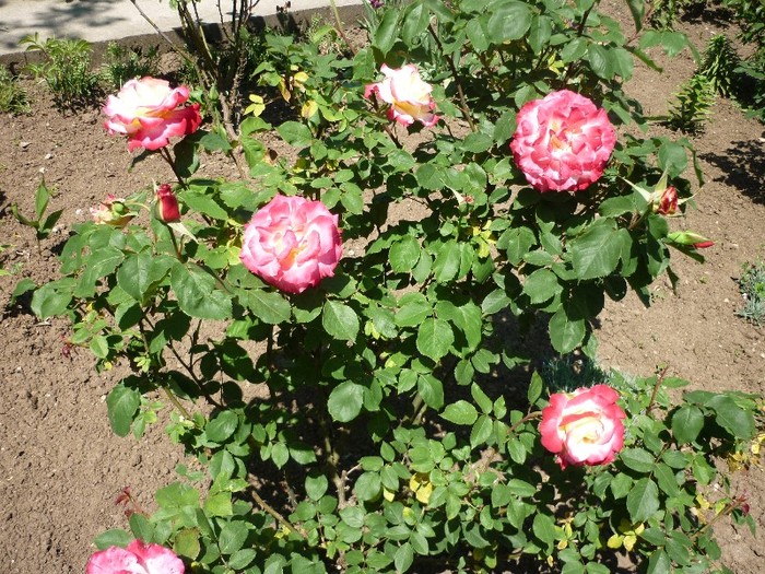 P1050229 - trandafiri