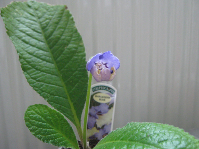 mai avem putin.....si inflorim - streptocarpus Harlequin Blue