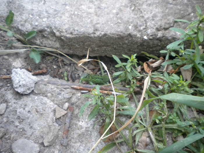 guster la vinatoare de insecte