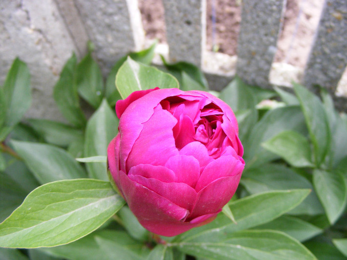 DSCF6700 - Paeonia-Bujori