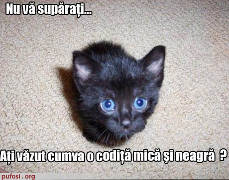 nu va suparati..; ati vazut cumva o codita mica si neagra?
