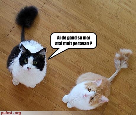 2 pisicute tari:)); mai stai mult pe tavan?
