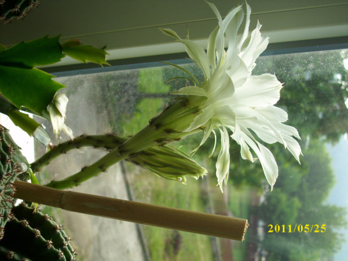 DSCI0179 - flori de cactus