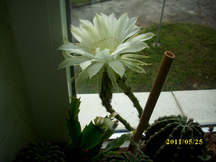 DSCI0166 - flori de cactus