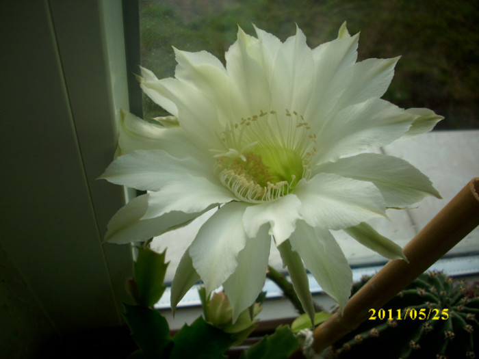 DSCI0167 - flori de cactus