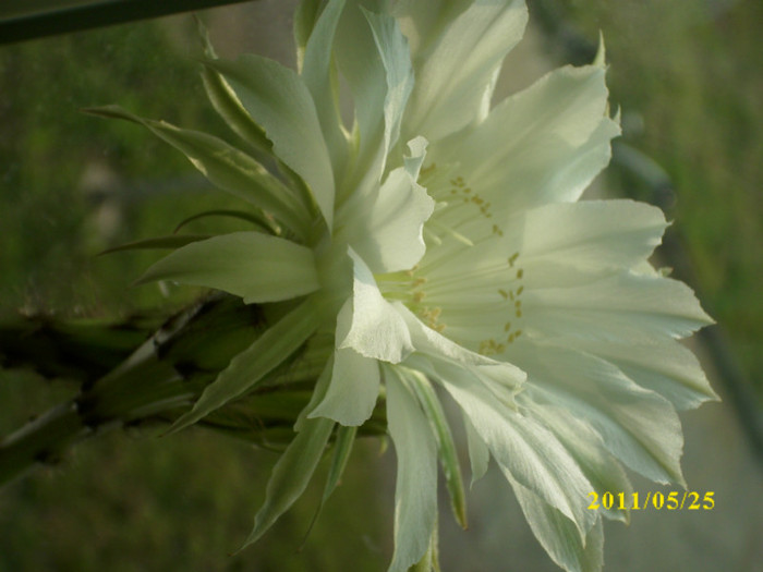 DSCI0171 - flori de cactus