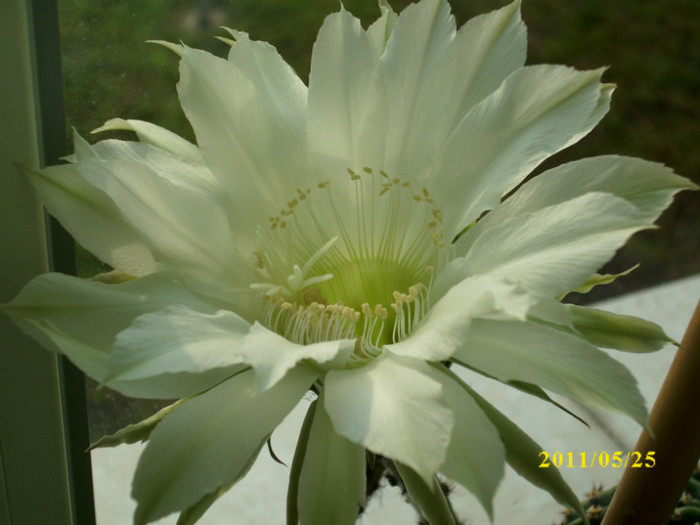 DSCI0175 - flori de cactus