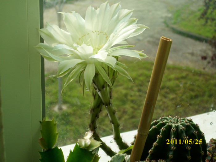 DSCI0176 - flori de cactus