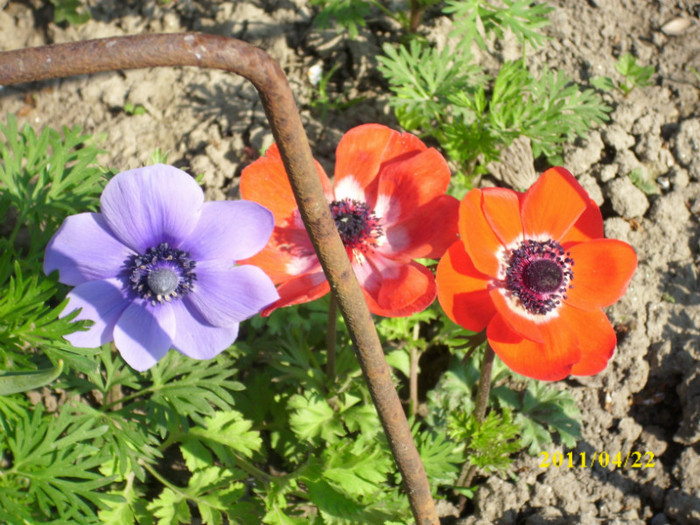 DSCI2088 - anemone 2011