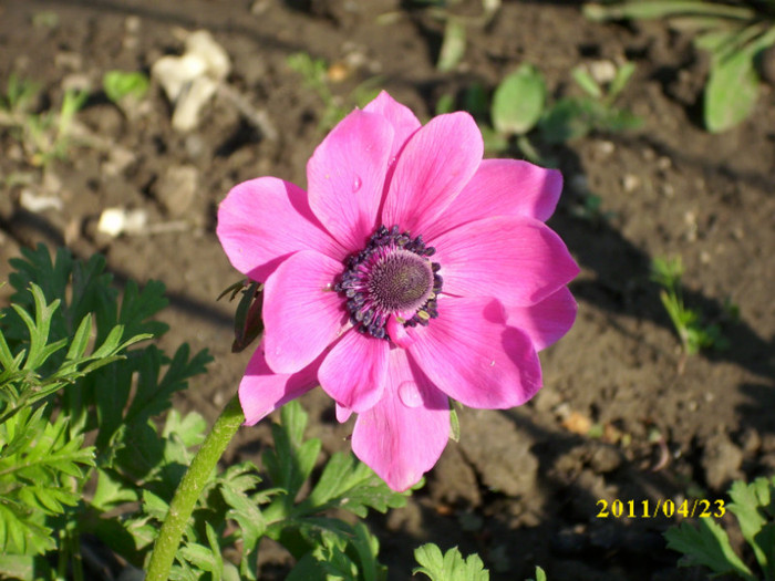 DSCI2133 - anemone 2011