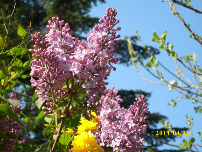 DSCI2243 - flori de liliac