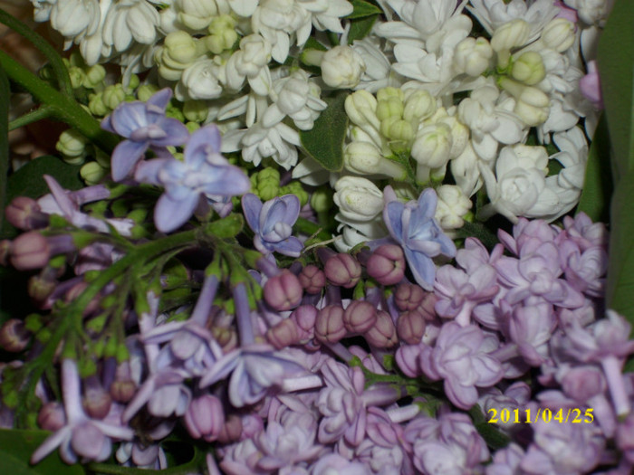 DSCI2607 - flori de liliac