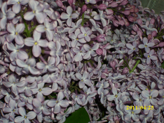 DSCI2611 - flori de liliac