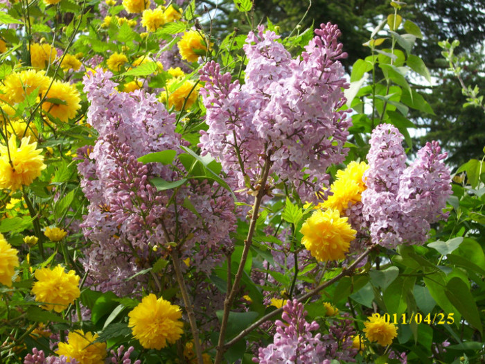 DSCI2589 - flori de liliac