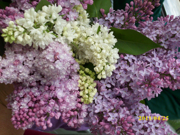 DSCI2590 - flori de liliac