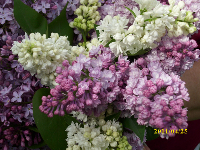 DSCI2593 - flori de liliac