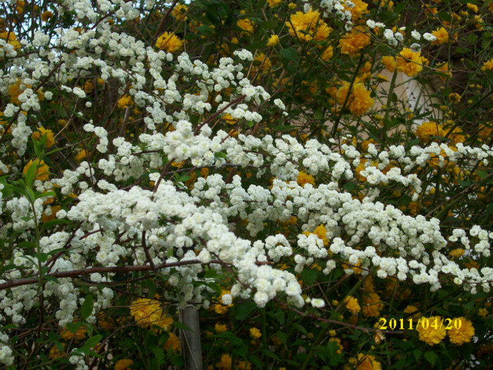 DSCI2045 - arbusti decorativi