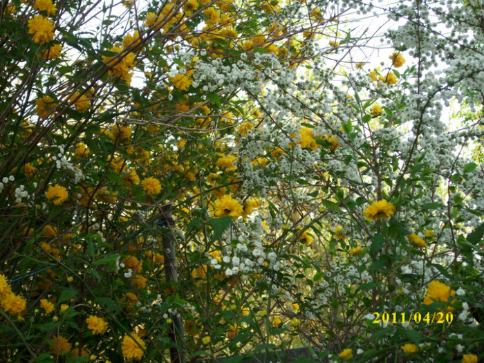 DSCI2051 - arbusti decorativi