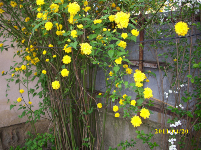DSCI2053 - arbusti decorativi