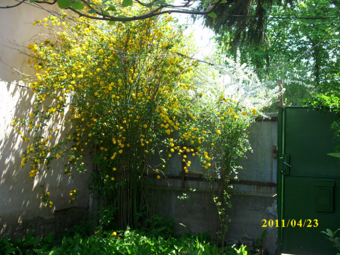 DSCI2249 - arbusti decorativi