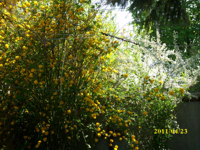 DSCI2250 - arbusti decorativi