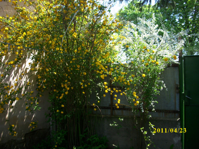DSCI2253 - arbusti decorativi