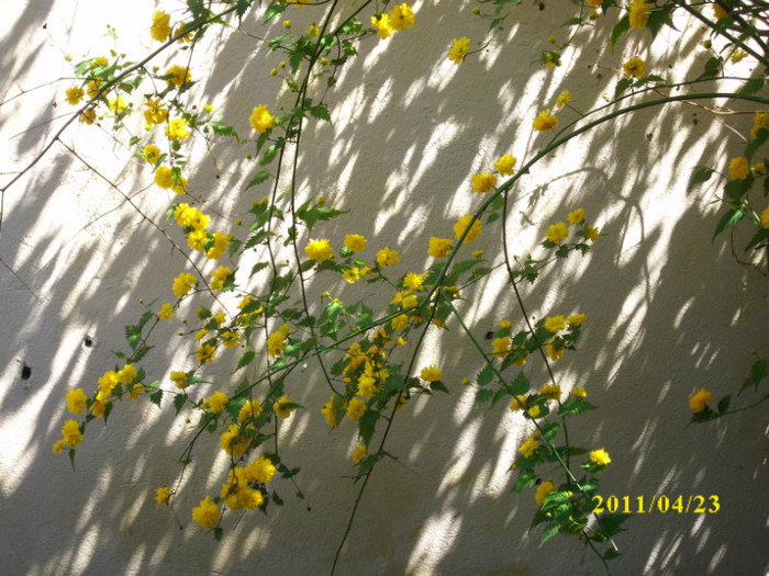 DSCI2255 - arbusti decorativi