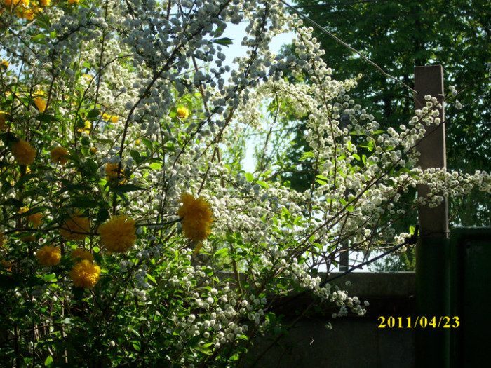 DSCI2257 - arbusti decorativi