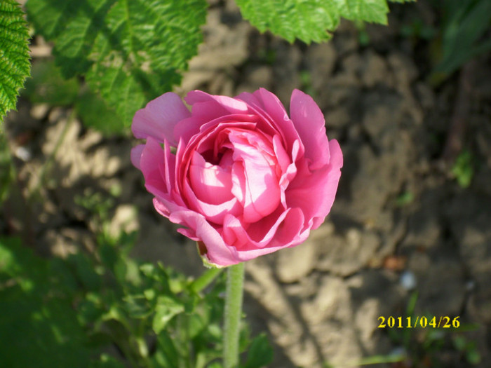 DSCI0024 - ranunculus