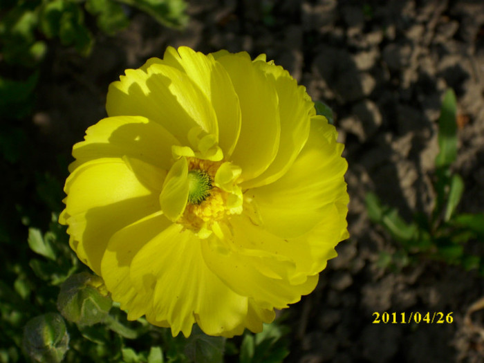 DSCI0028 - ranunculus