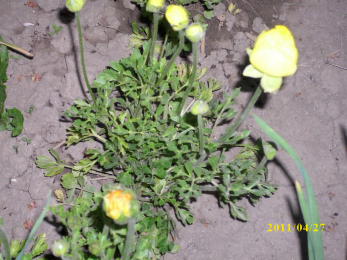 DSCI0105 - ranunculus