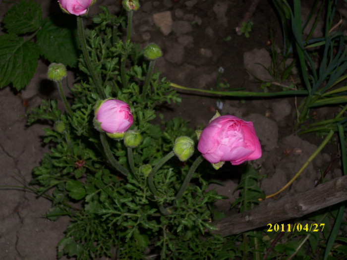 DSCI0097 - ranunculus