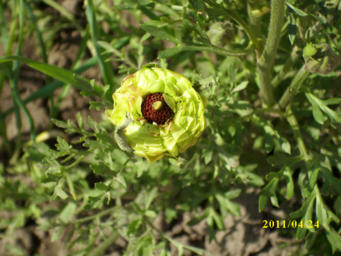 DSCI2353 - ranunculus