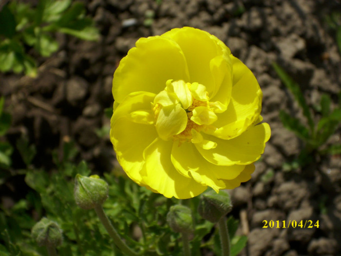 DSCI2349 - ranunculus