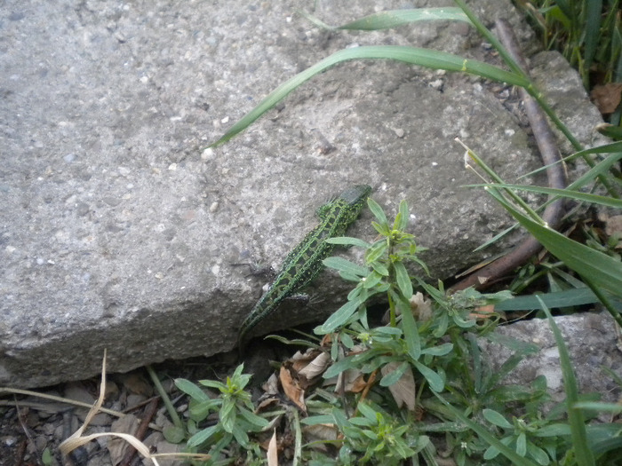 DSCN1111