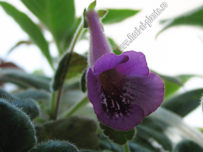 Sinningia Cherry Sprite 1 - GLOXINIA _ SINNINGIA