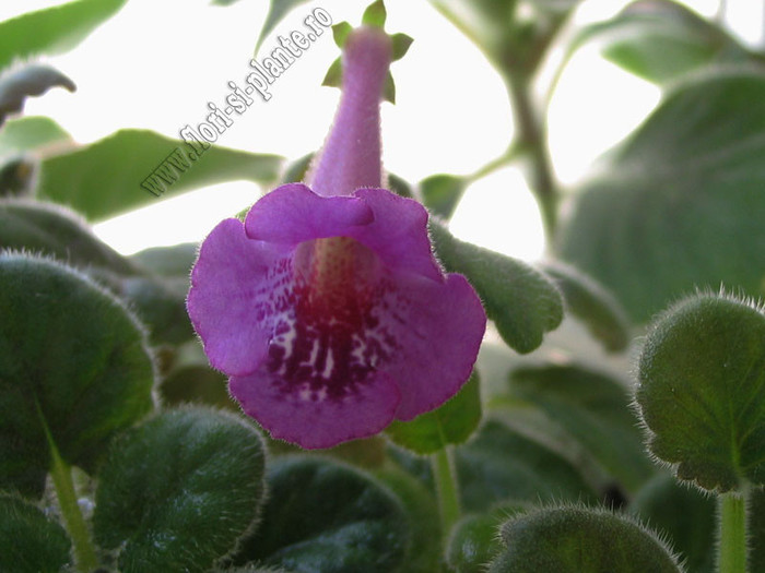 Sinningia Cherry Sprite 2 - GLOXINIA _ SINNINGIA