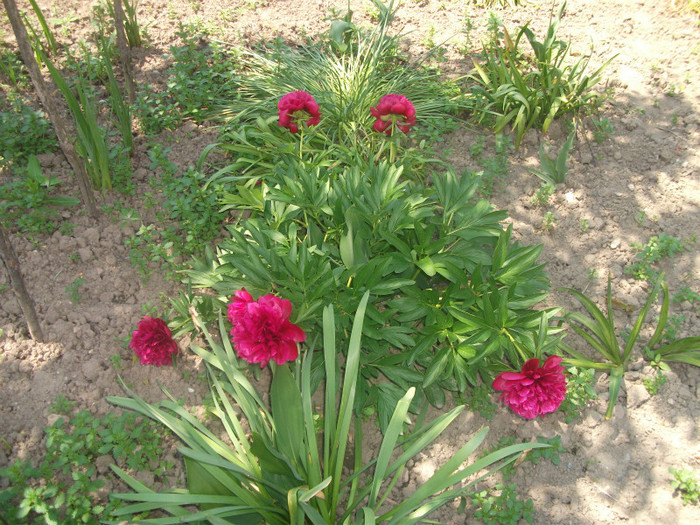 DSCF2617 - Florile bunicii 2011