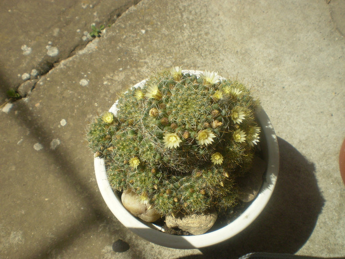  - Cactusi si suculente  2011