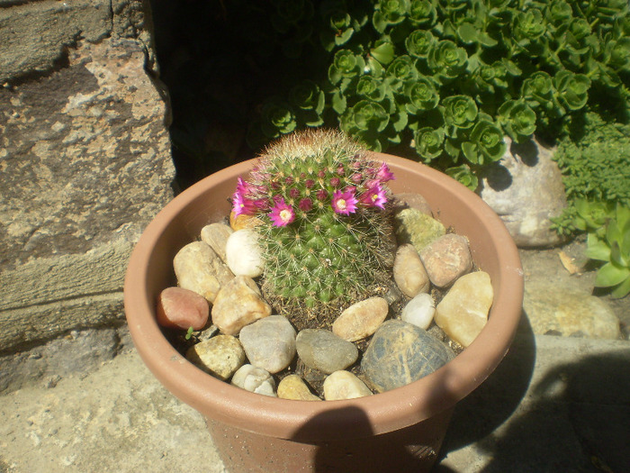  - Cactusi si suculente  2011