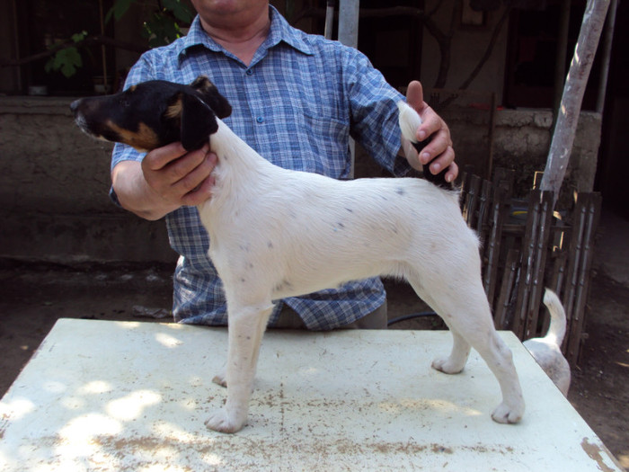 Eliza F 2011 - Familie de FOX TERRIER NETED