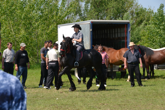 3 - expozitie de cai la gura foii