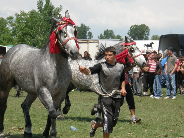 P5212170 - expozitie de cai la gura foii