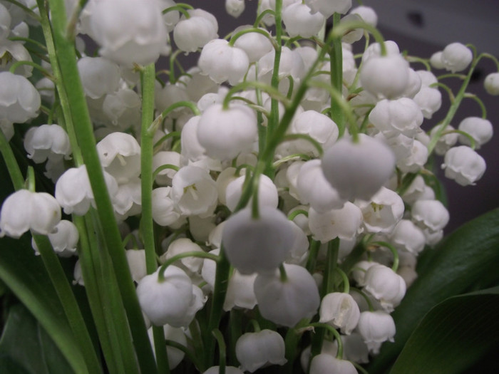 lacramioare - primavara-flori