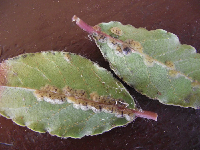 pe spatele frunzei de dafin