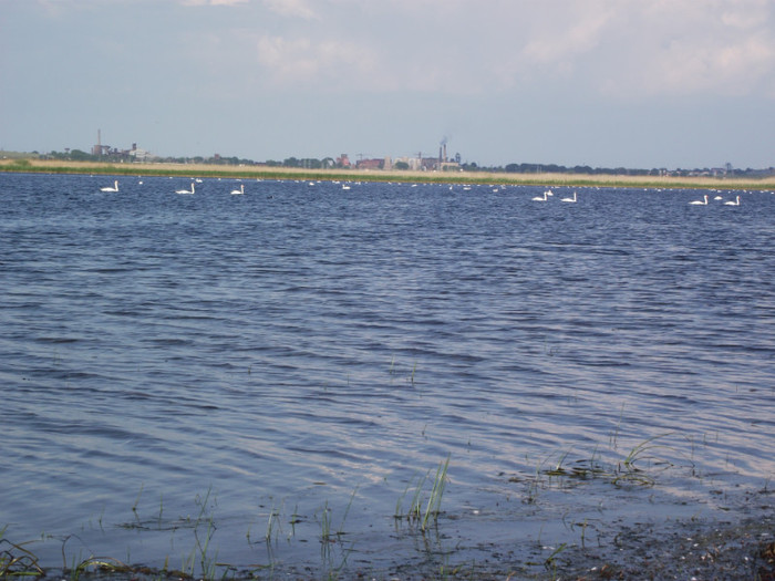 lebede pe lacul Somova - somova delta dunarii foto