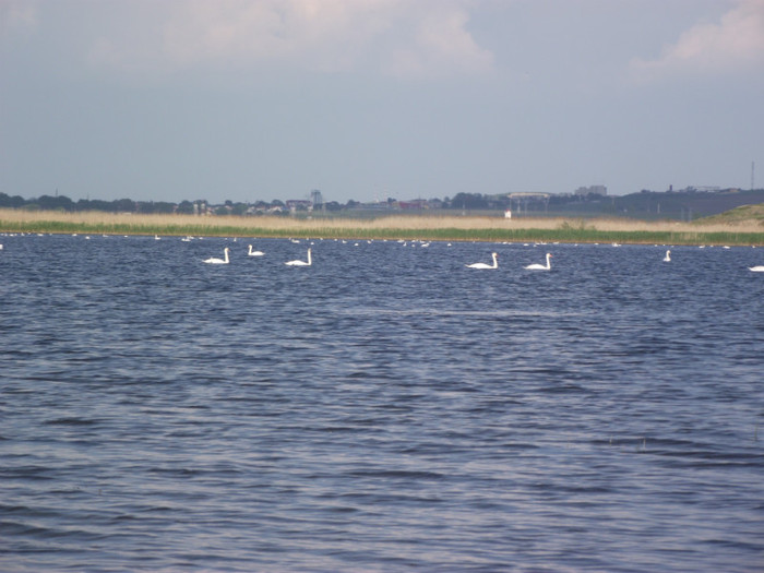 lebede - somova delta dunarii foto