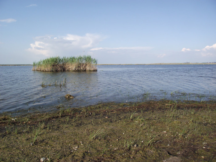 DSCF3418 - somova delta dunarii foto